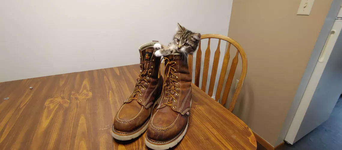 Thorogood 804 3 months worn in + Cat