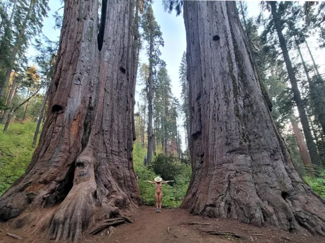 🌲 Tiny Twixt Titanic Trees 🌲 🌲 Tiny Twixt Titanic Trees 🌲