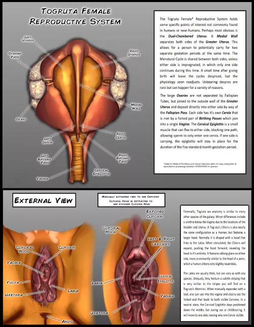 Togruta Reproductive Breakdown with more alien design elements! [@LjPynn]