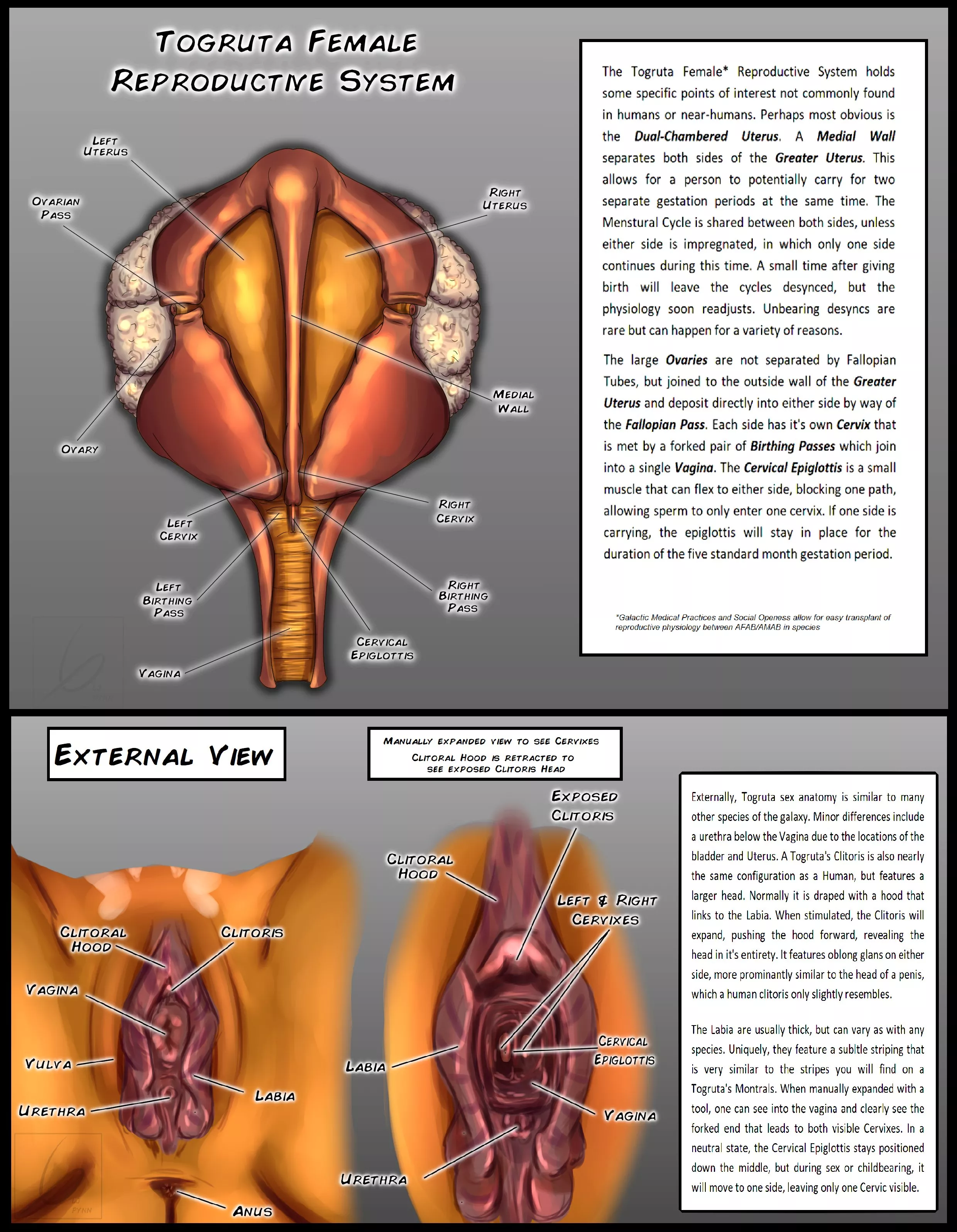 Togruta Reproductive Breakdown with more alien design elements! [@LjPynn]