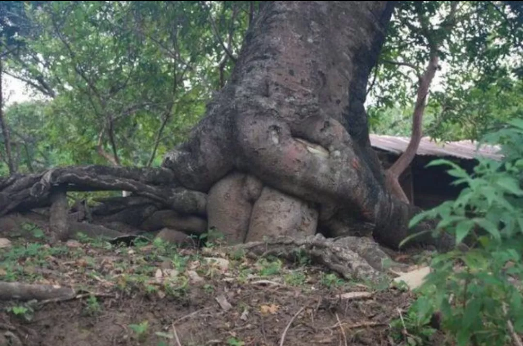 Tree porno
