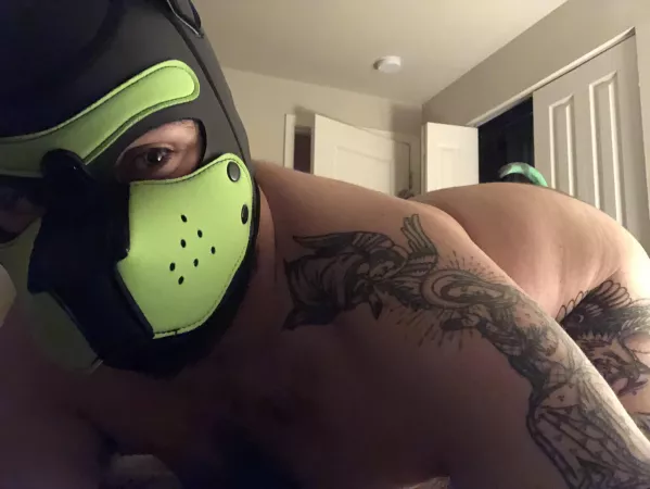 *wags in new community member*