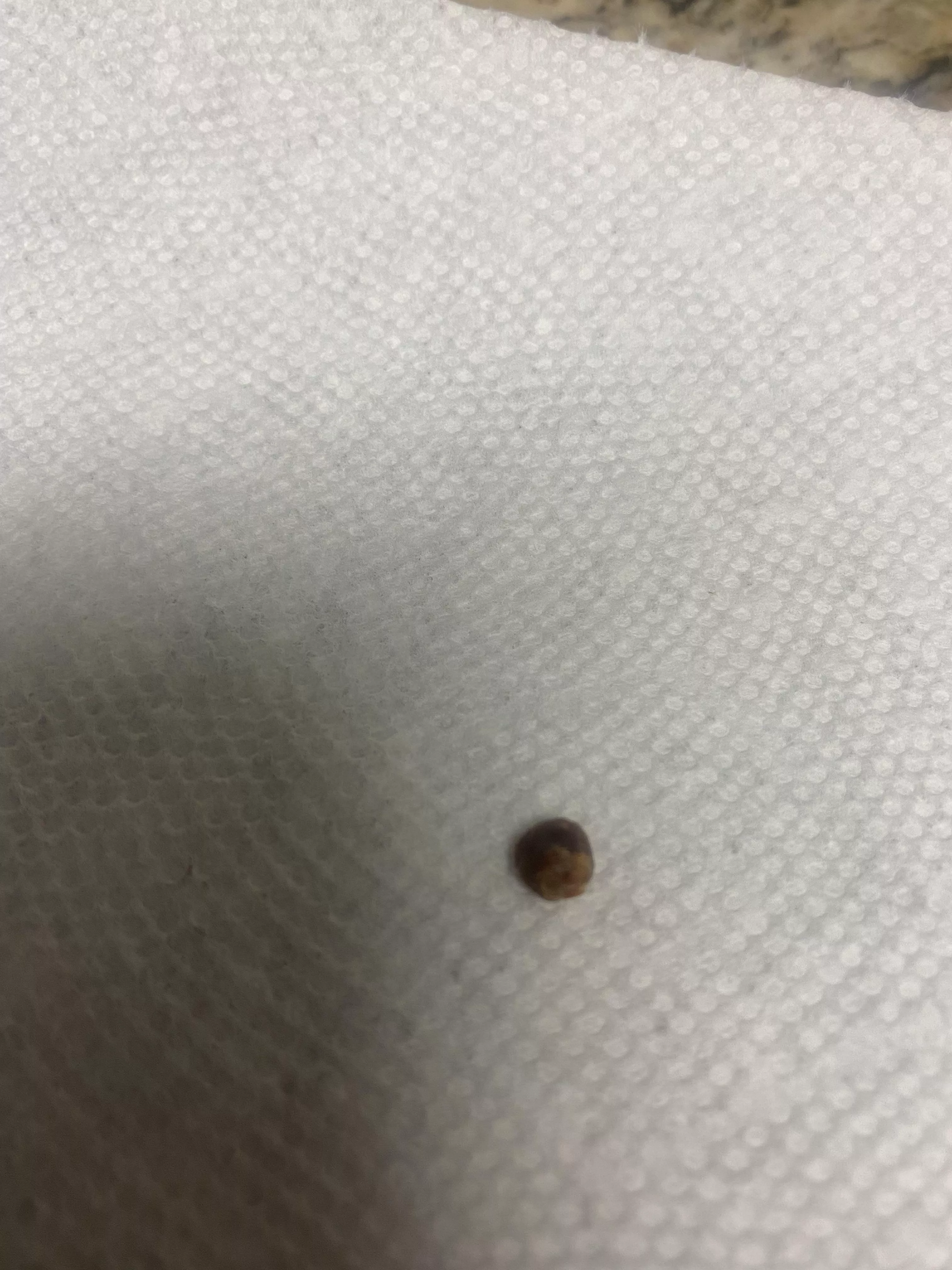 Was making dinner an all the sudden felt something weird in my ear….I freaked out an went to dislodge w/e it was but this flew out.