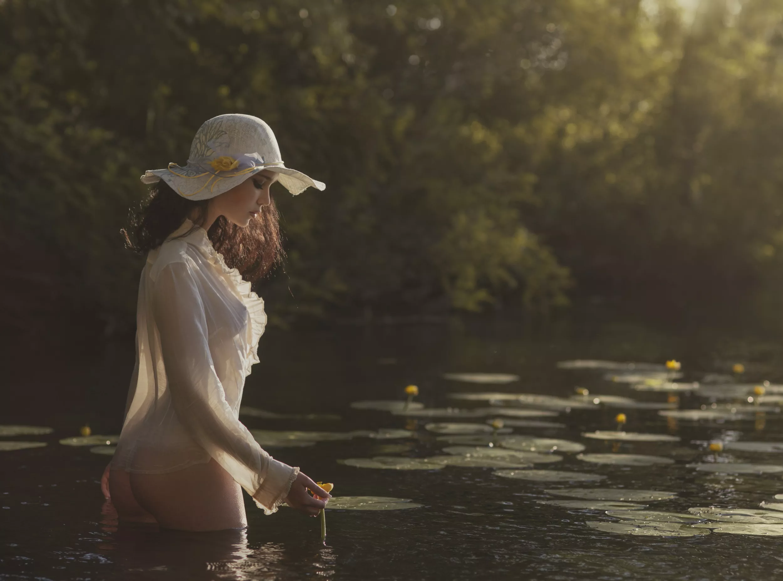 Waterlilies Waterlilies