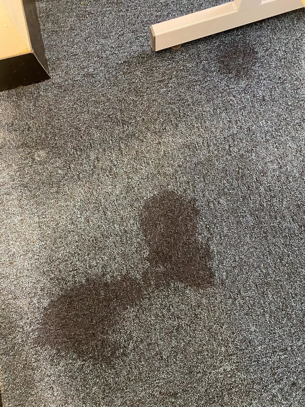 What happened when i pissed on the office carpet. Video available on profile.