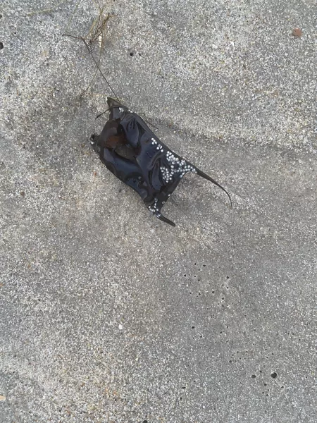 What is this? It’s on the beach.