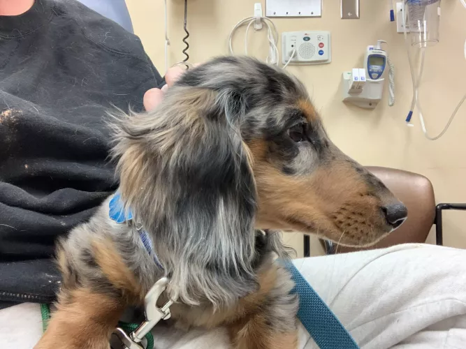 When you get to pet the puppy at the hospital and nearly end up in little space 😭😂 his name is Morty