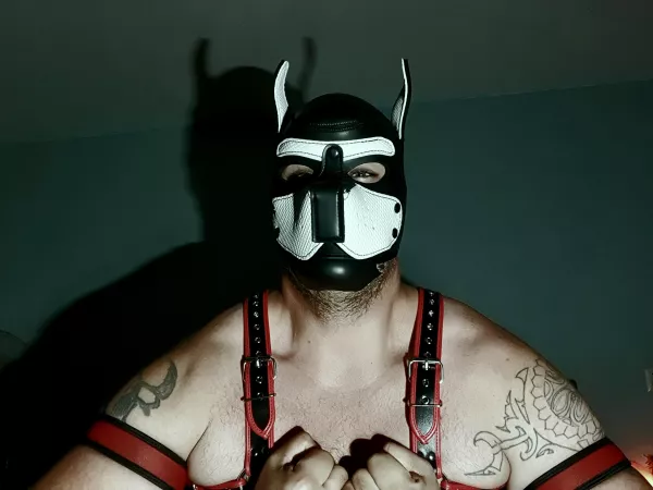 Who likes a big puppy 🐶