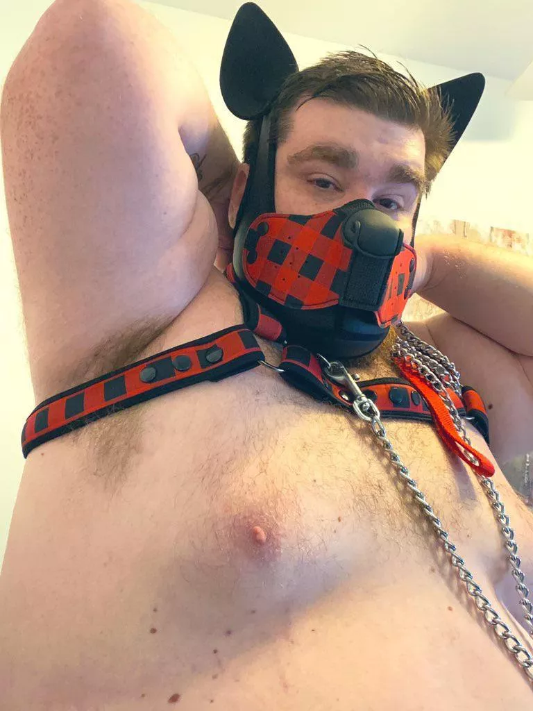 Who likes the big alpha pups?