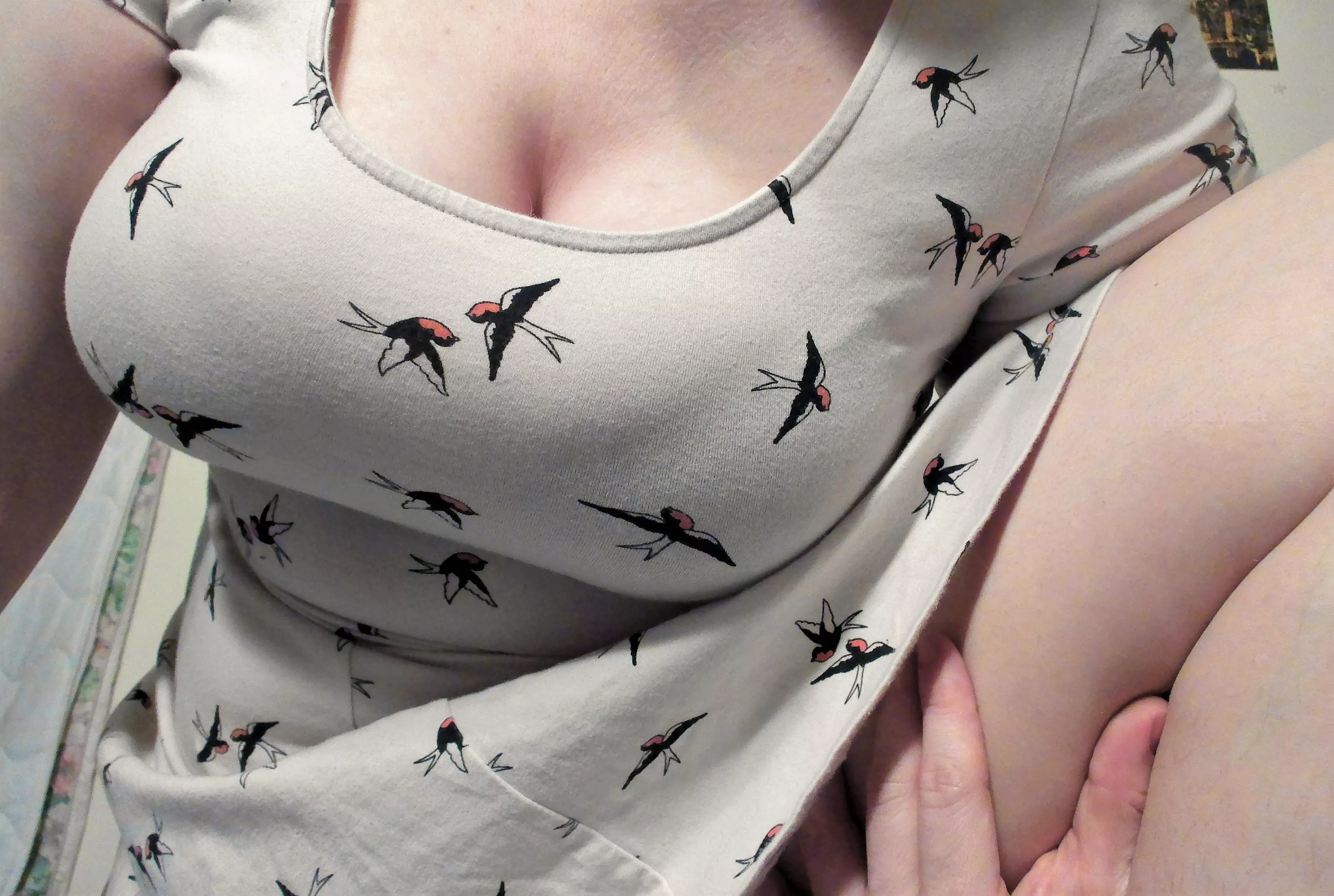 Yes, those are swallows lol